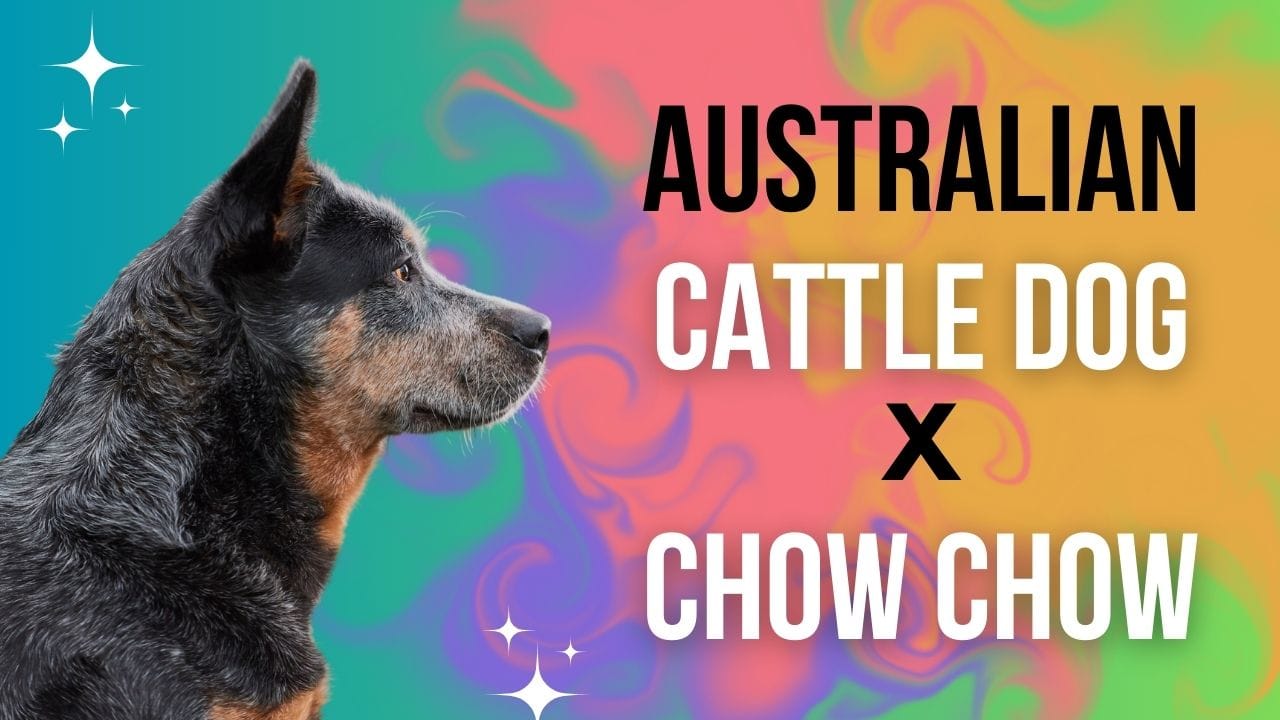 australian cattle dog chow mix