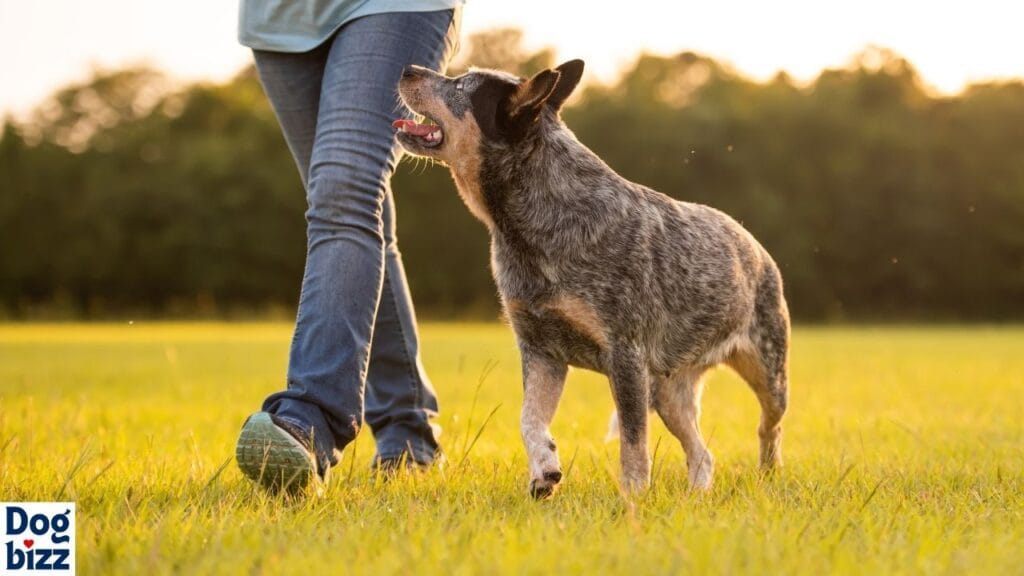 Grooming of Australian Cattle Dog Chow Mix