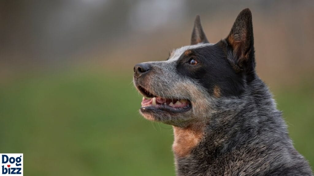 Unique Blend of the Australian Cattle Dog Chow Mix