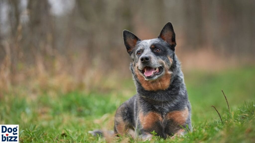 Care for the Australian Cattle Dog Chow Mix