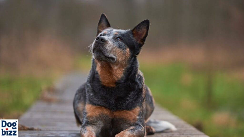 Why the Australian Cattle Dog Chow Mix is a Fantastic Choice