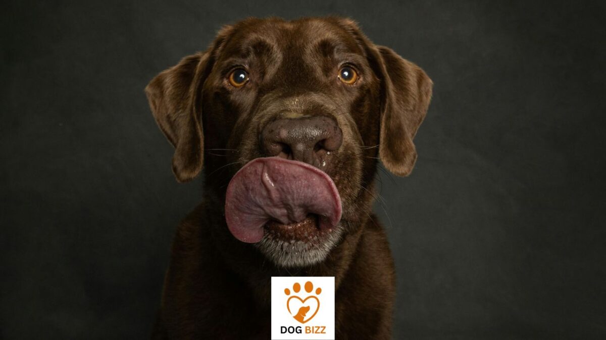 Are Chocolate Labs Easy To Train