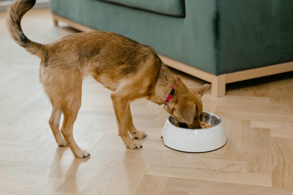 Can Dogs Eat Fried Bologna