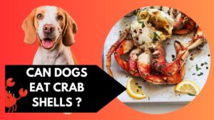 Can Dogs Eat Crab Shells