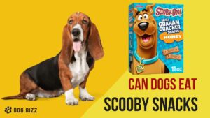 Can dogs eat scooby snacks