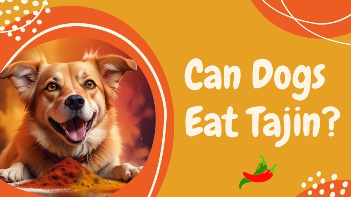 Can Dogs Eat Tajin