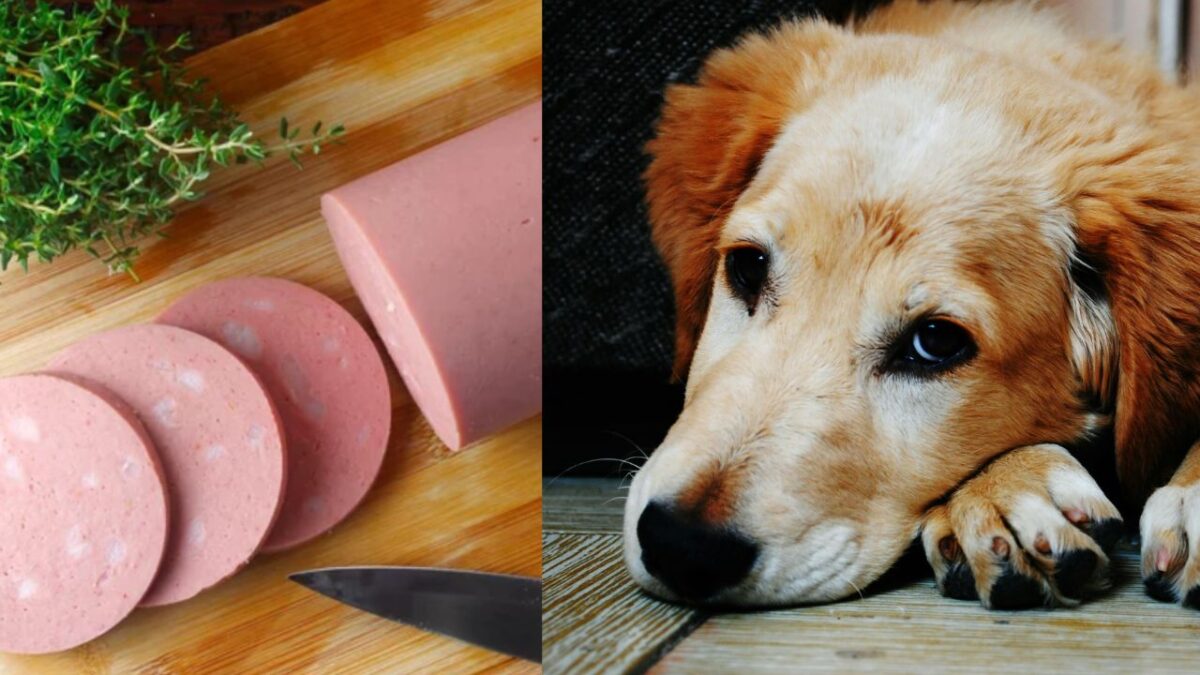 can dogs have bologna