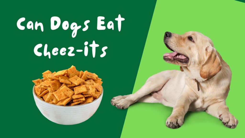 can dogs eat cheez its