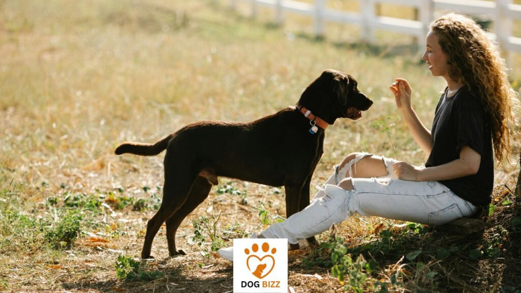 Are Labs Easy to Train as Working and Companion Dogs