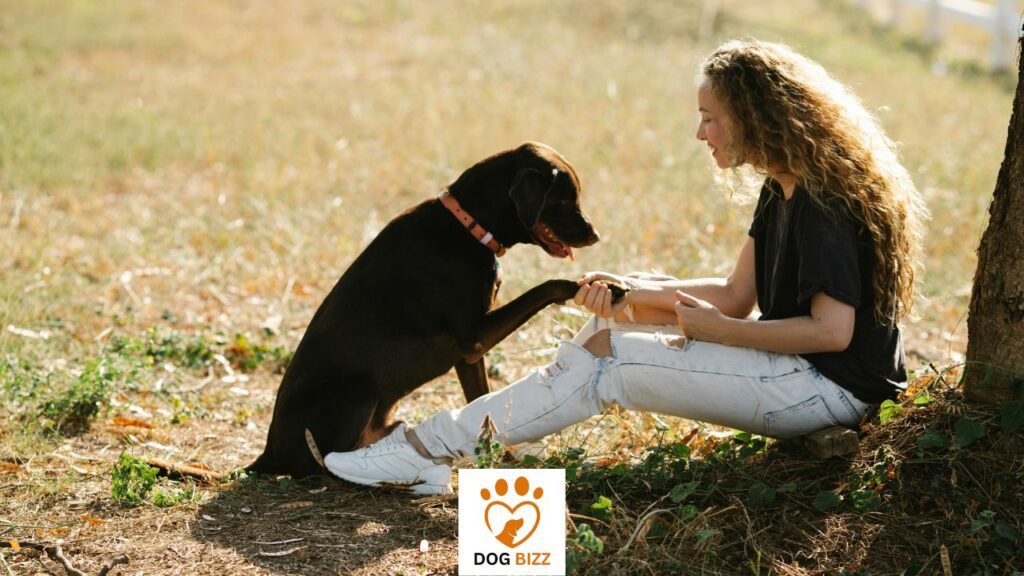 Basic Obedience Training For Chocolate Labs