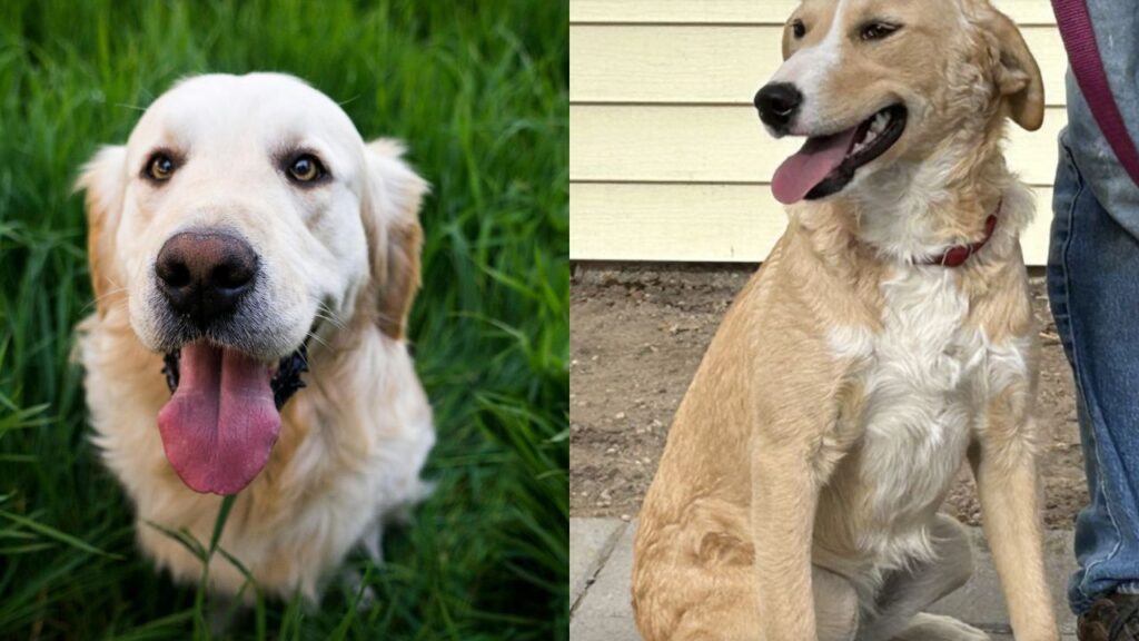 Golden Retrievers Blue Heeler Mix