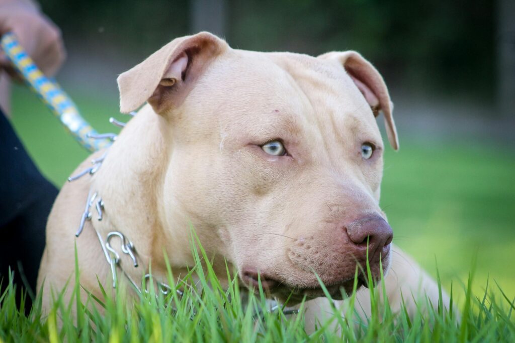 Health Considerations for Pitbull Lab mixes