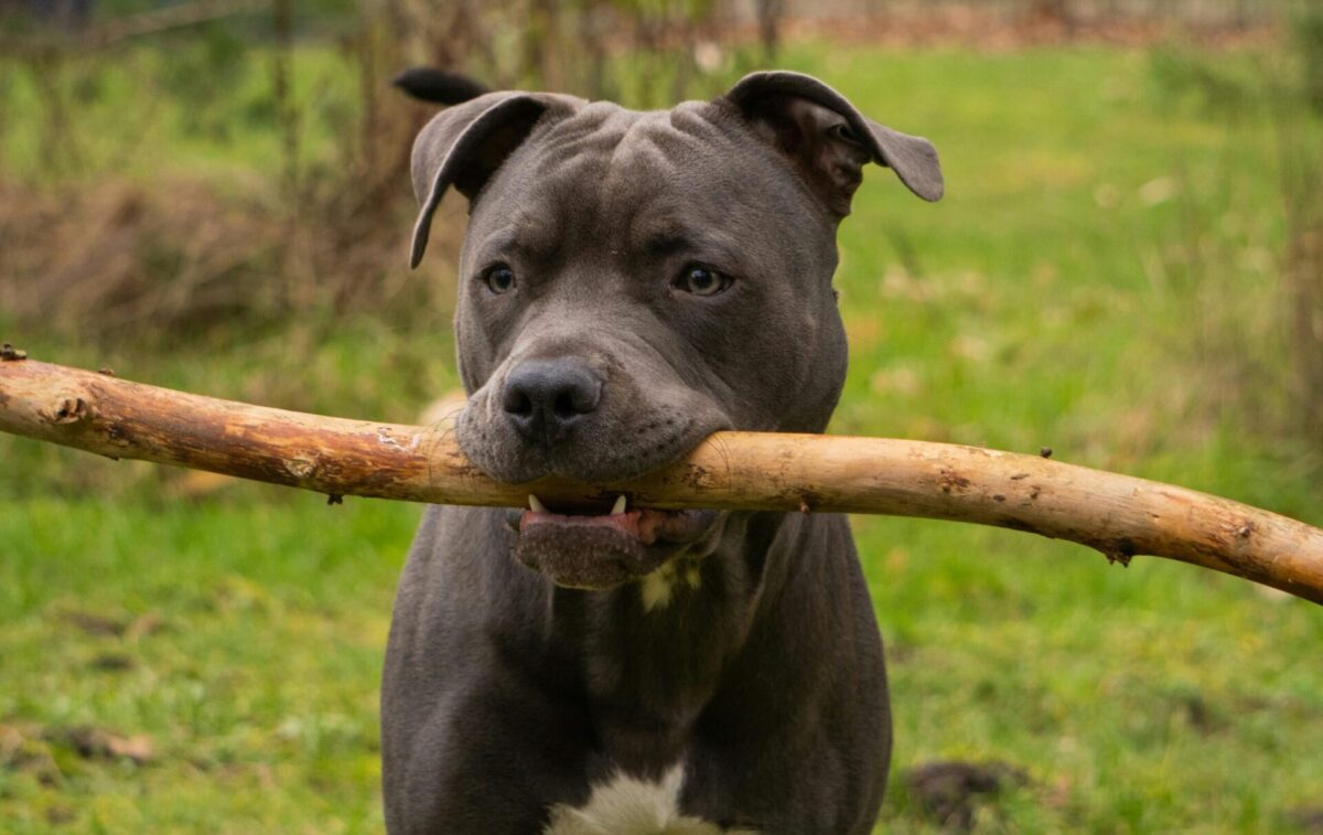 Behavioral Traits of Pitbull Lab Mixes