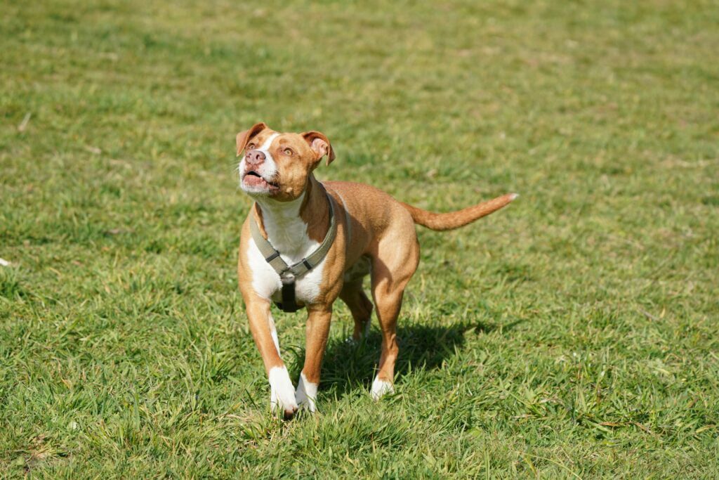 Training and Socialization of Pitbull Lab mix