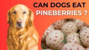 Can Dogs Eat Pineberries