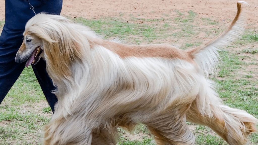 Afghan Hound looks like rug