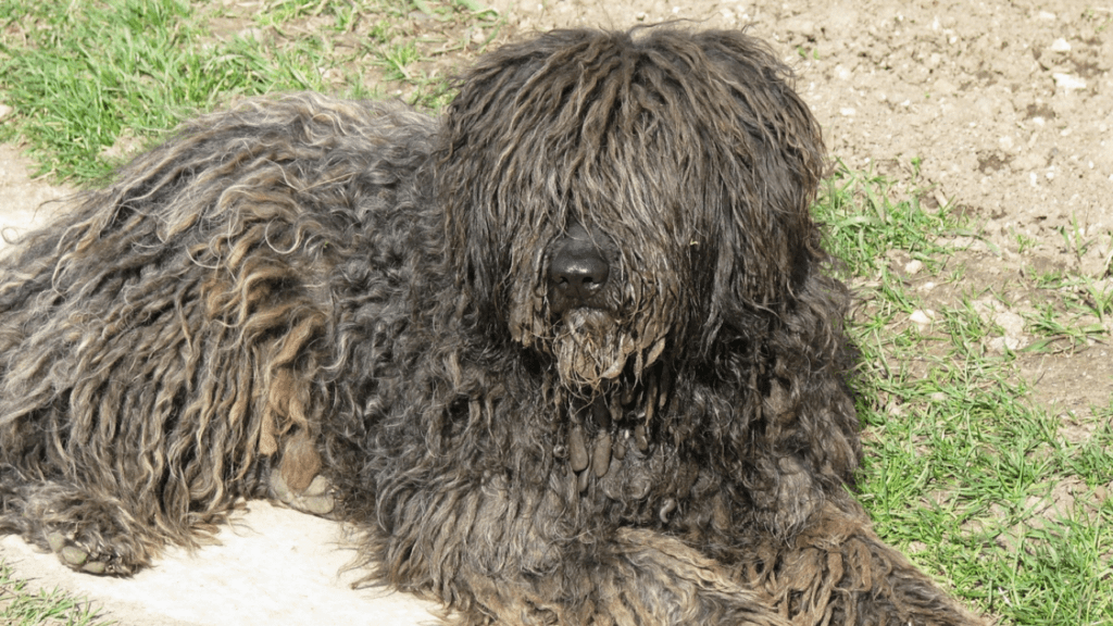 bergamasco shepherd dreadlock dog breed