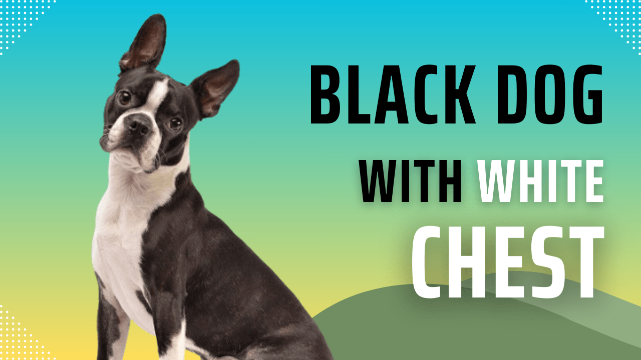 11 Black dog breeds with white chests