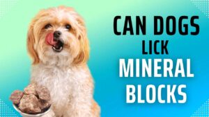 can dogs lick mineral blocks