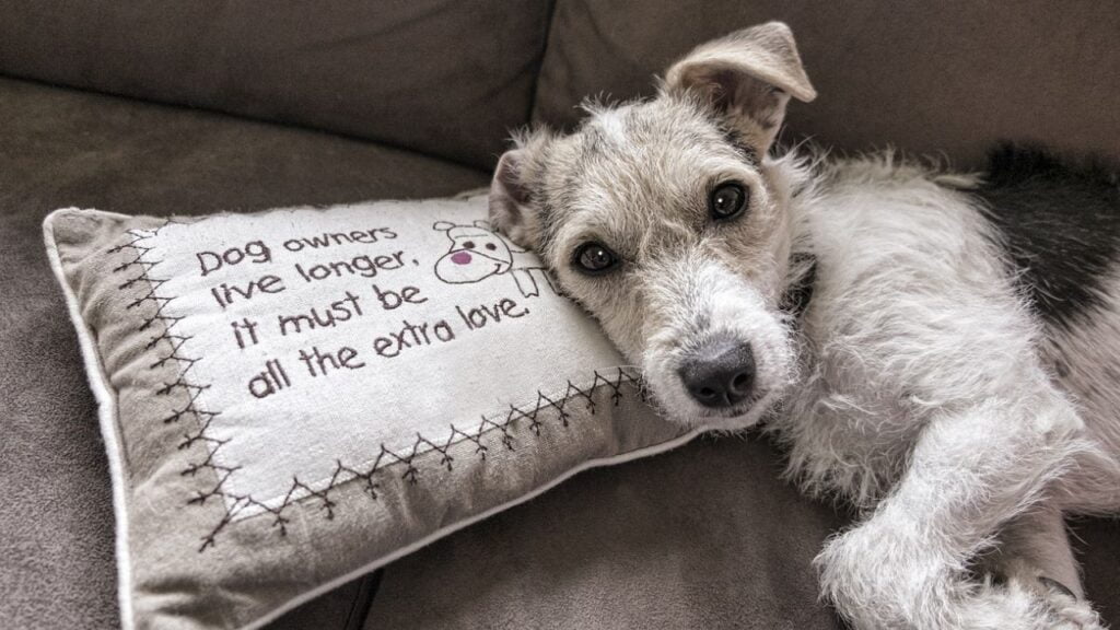 dog proof leather couch