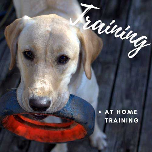 dog training from my home