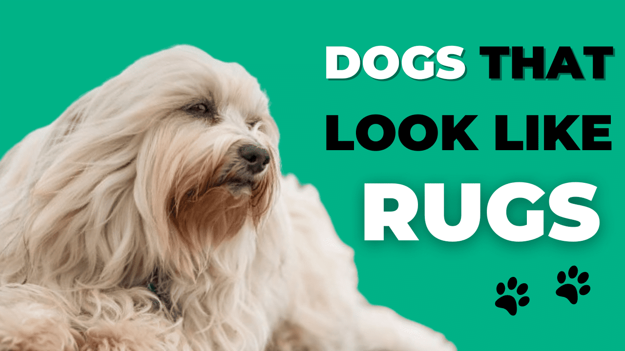 Dogs That Look Like Rugs