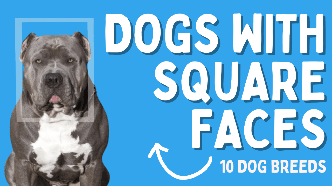 Dogs with square faces