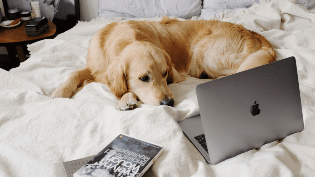 female dog not eating after heat