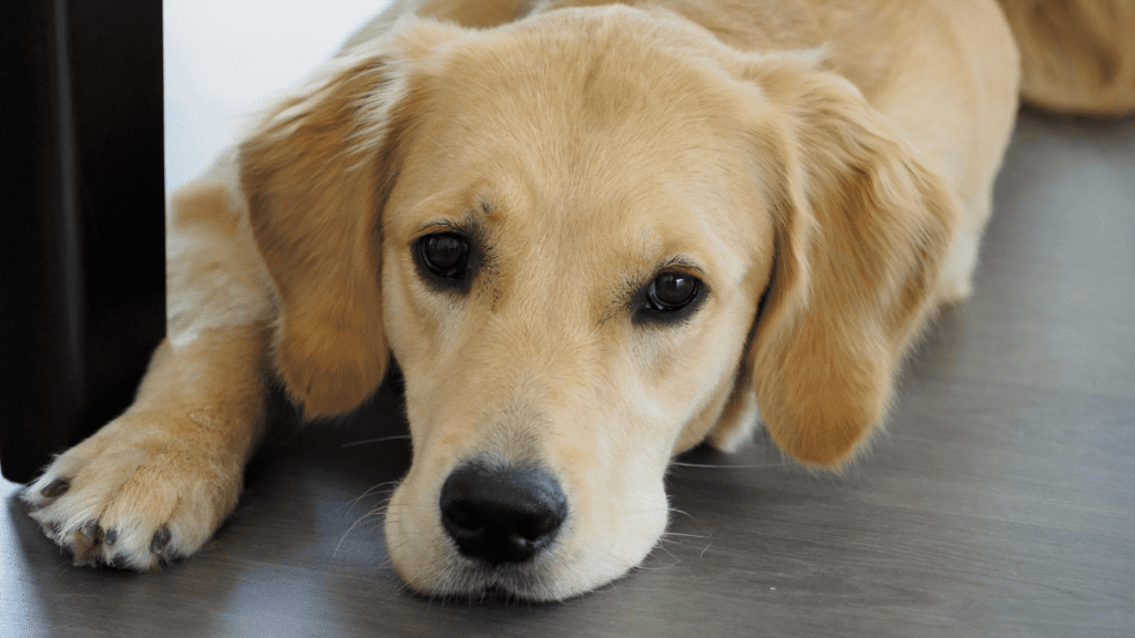 female dog not eating after mating