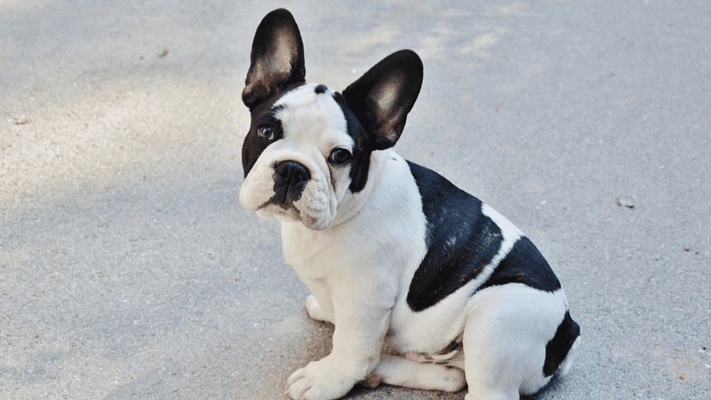 The Growth Stages of French Bulldogs