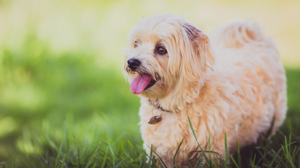 Havanese dog look like rugs