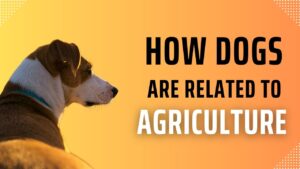 how does walking peoples dogs relate to agriculture