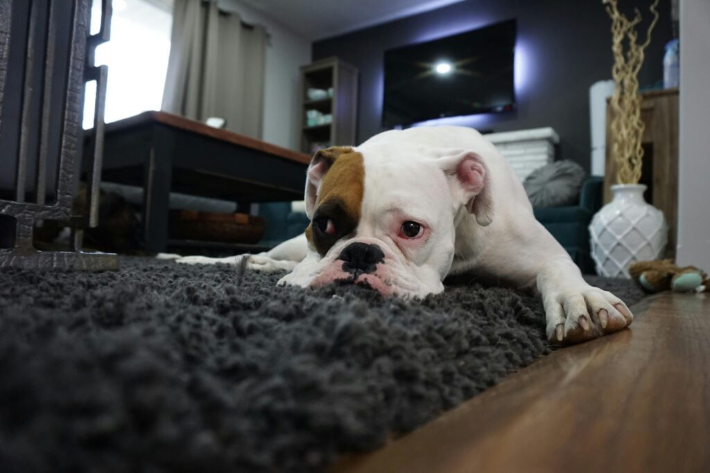 How to Potty Train a Puppy in an Apartment With Carpet