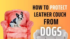 how to protect a leather couch from dogs