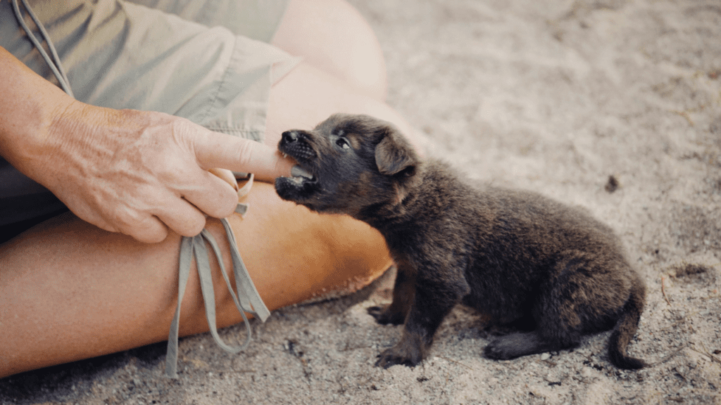 how to stop a puppy from biting