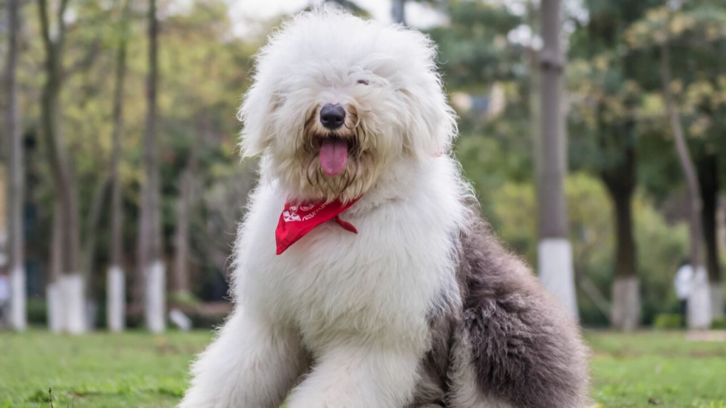 Old English Sheepdog