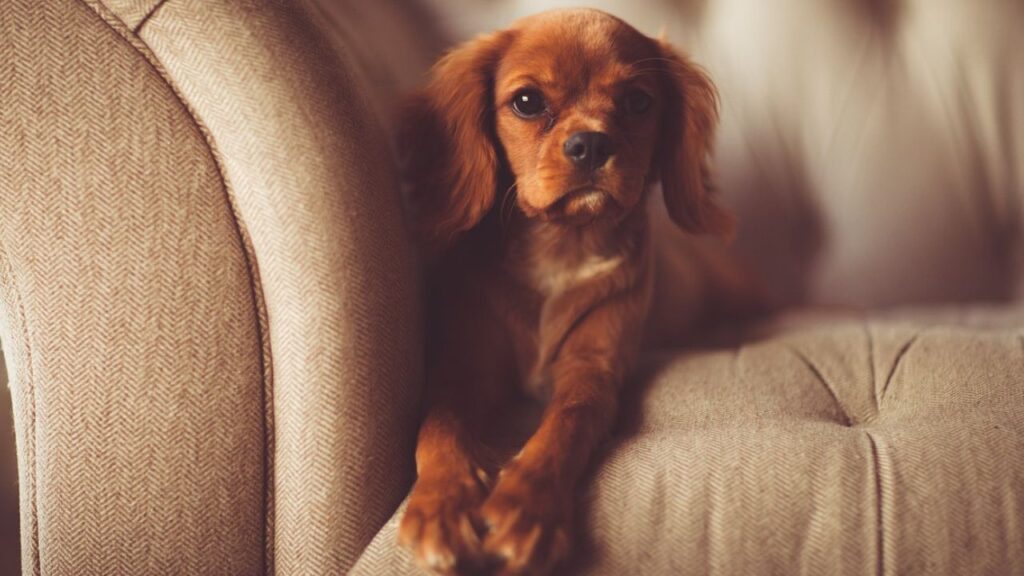 how to protect leather couch from dogs