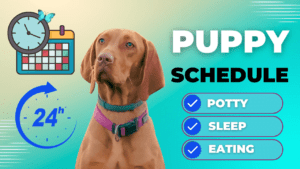 Puppy Schedule