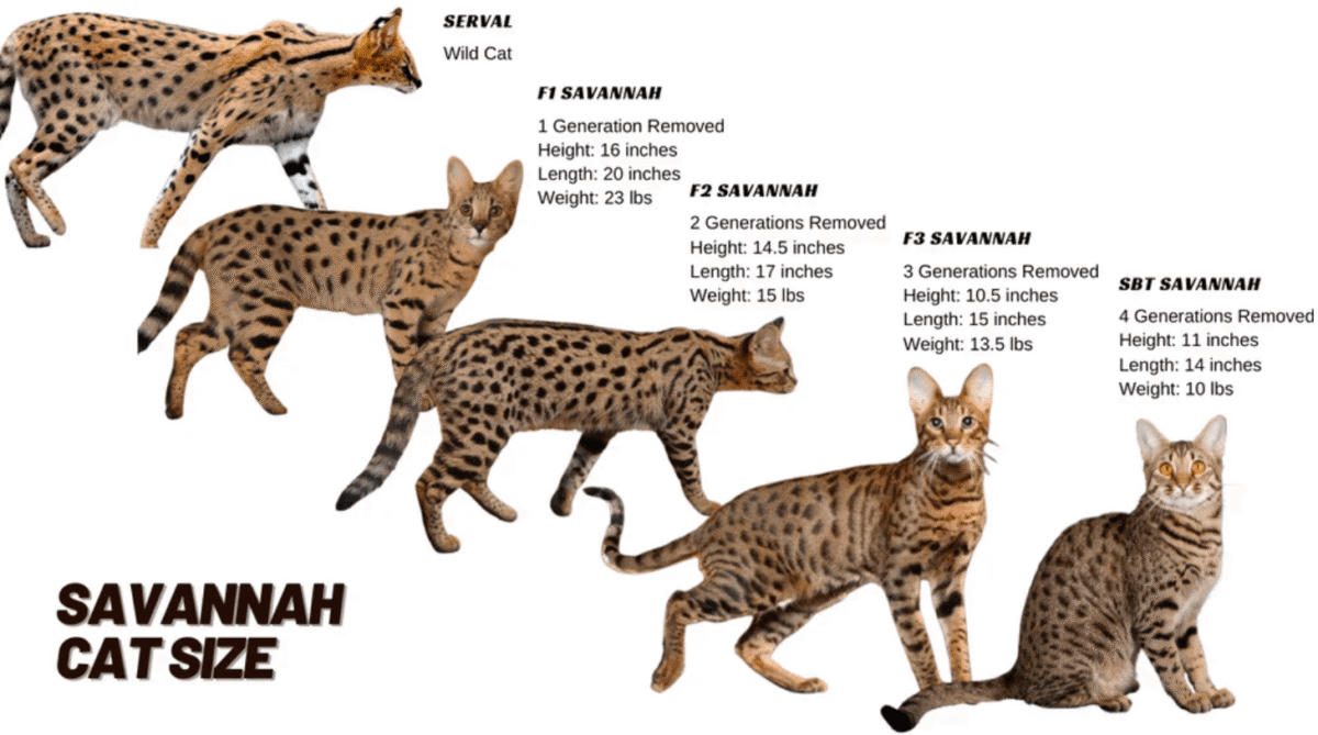 What's the difference between F1, F2, F3, F4, and F5 Savannah cats