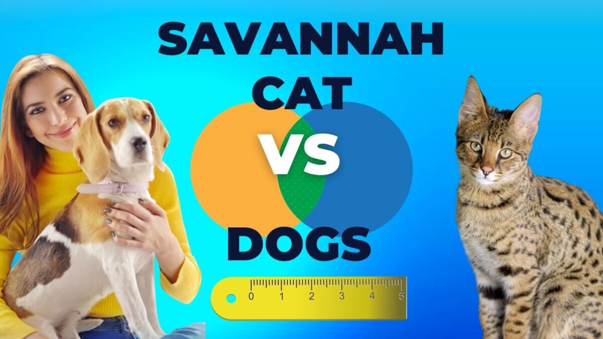 Savannah Cat Size Comparison To Dog