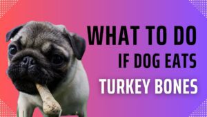 What to Do if Your Dog Eats Turkey Bones