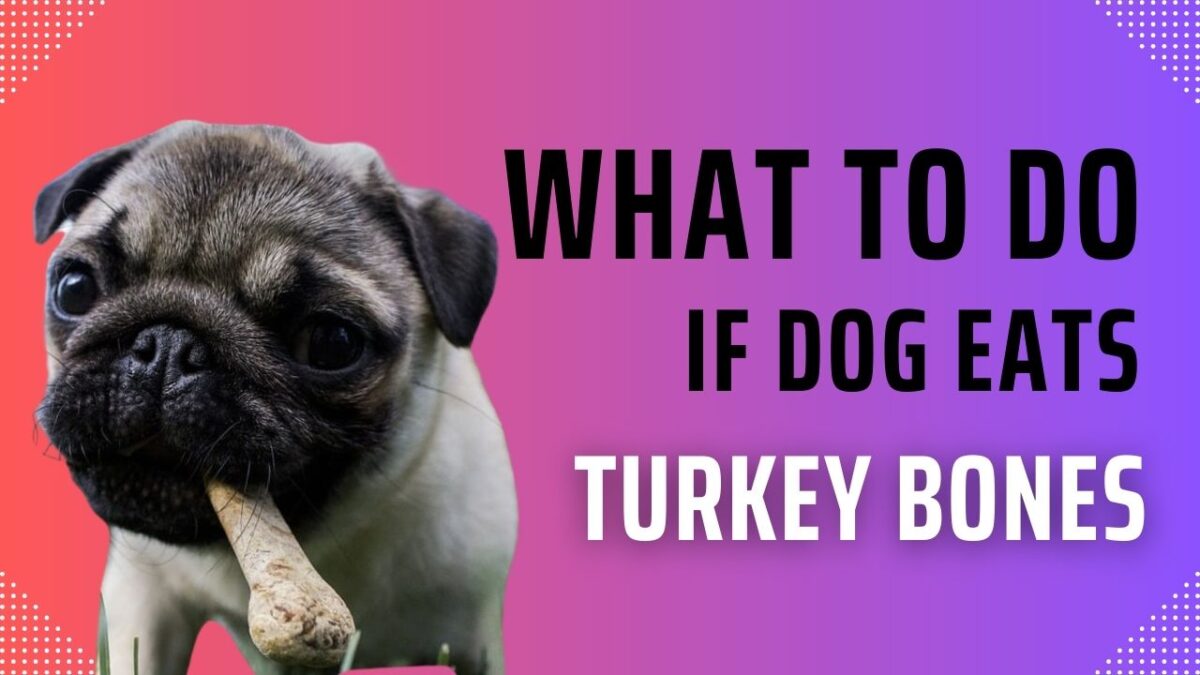 What to Do if Your Dog Eats Turkey Bones