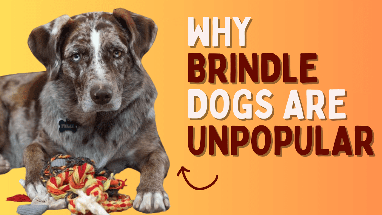 Reasons Why Brindle Dogs Are Unpopular as Pets