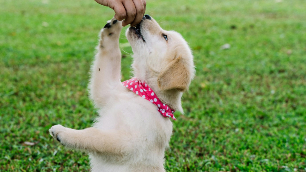 Tips for Stopping Your Puppy From Biting