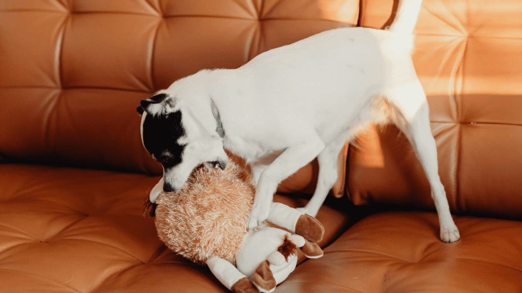 Reasons Why Dogs Dig on Beds and Couches