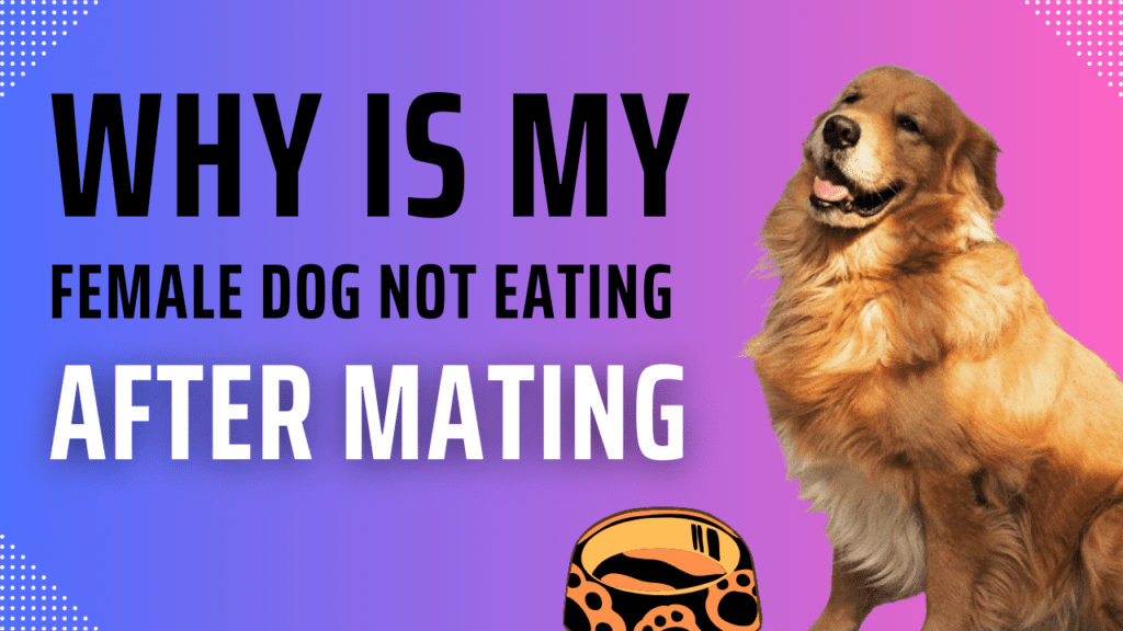 why is my female dog not eating after mating