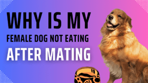 why is my female dog not eating after mating