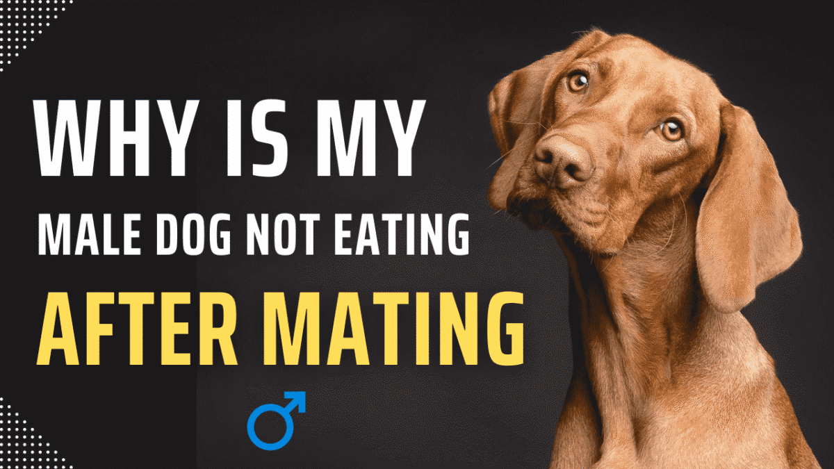 why is my male dog is not eating after mating