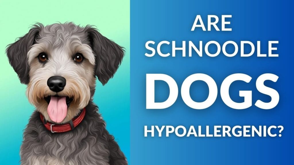 Are Schnoodle Dogs Hypoallergenic?