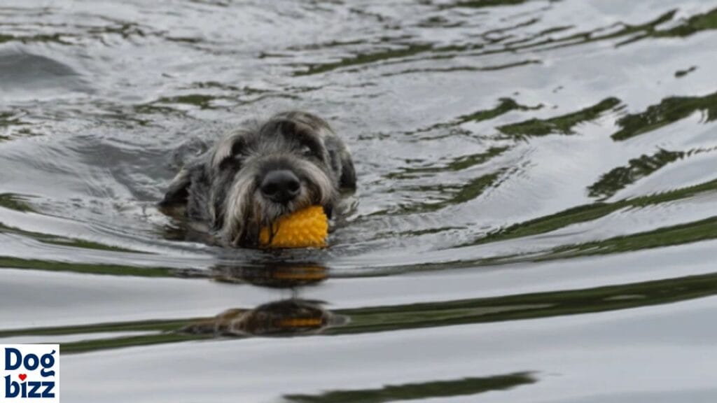 Do Schnoodles Like to Swim